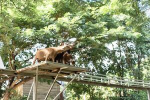 Two mountain goats are depicted standing above the mountain's base, with a sling line and a background of green trees. photo