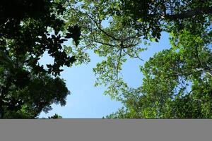 Nature tree environment and abundant forest with the Sun Day in Thailand. photo