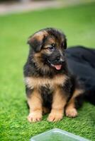a lovable Alsatian German Shepherd puppy is seen joyfully romping on a field of lush green grass, bringing smiles to all who witness its playful antics. photo