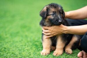 a lovable Alsatian German Shepherd puppy is seen joyfully romping on a field of lush green grass, bringing smiles to all who witness its playful antics. photo