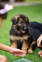 a lovable Alsatian German Shepherd puppy is seen joyfully romping on a field of lush green grass, bringing smiles to all who witness its playful antics. photo