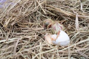 The Leghorn chick newborn was hatched from an egg in the nest. photo