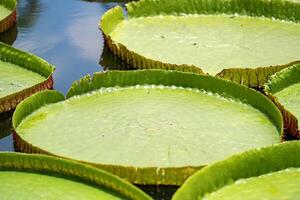 Close up to big LEAF of Lily Lotus in the poud swamp at outdoor field. photo