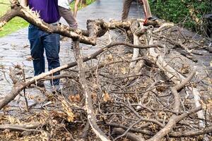 Asian worker saw log, dead tree to small pieces for next process. photo