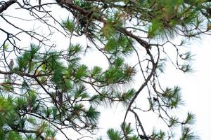 Pine cones on the tree, shoot from bottom view with sky background. photo