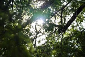 Tree leaf and branch flare light from above of the tree for Nature Background. photo