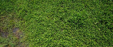 The Water Hyacinth is covering all the river and obstructing water flow. That is the one of water pollution. photo