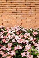 The backdrop of Brick wall with pink - white flower on the bottom for architecture and nature combination background story. photo