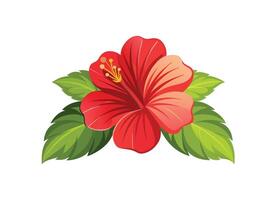 Red hibiscus flower with green leaves isolated on white background vector