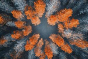 Aerial view of autumn forest trees forming a circle. photo