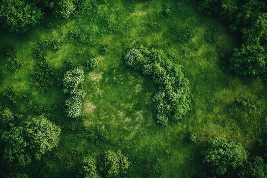 Aerial view of lush green field and trees. photo