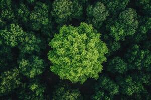 Aerial view of a lush green tree in a forest. photo