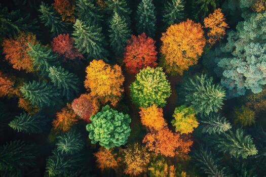 Aerial view of autumn forest with colorful trees. photo