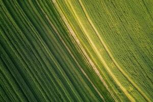 Aerial view of diagonal green field lines. photo