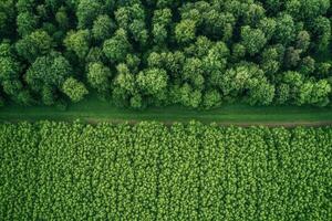 Aerial view of forest and cultivated field divided by a path. photo
