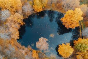 Aerial view of autumnal pond surrounded by golden trees. photo