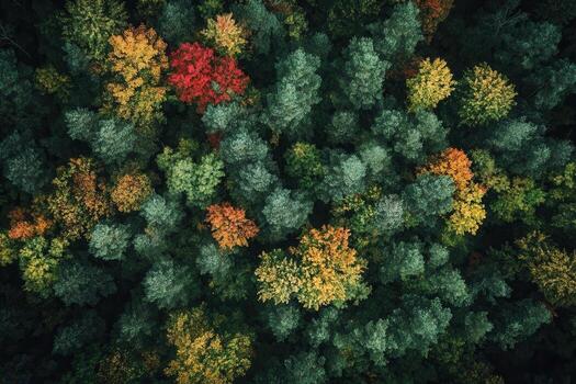 Aerial view of autumn forest with colorful trees. photo