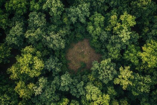 Aerial view of a clearing in a dense forest. photo