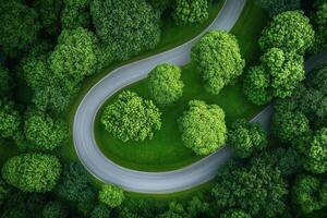 Aerial view of winding road through lush green forest photo