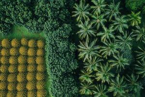 Aerial view of diverse tropical plantation. photo