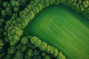 Aerial view of vibrant green field curved lines surrounded by lush forest. photo