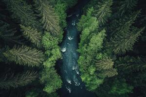 Aerial view of a river flowing through a lush green forest. photo