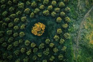 Aerial view of a single yellow tree in the center of a circle of green trees. photo