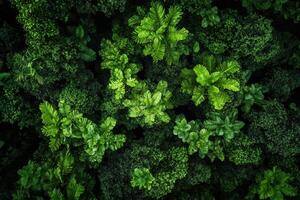 Lush green foliage overhead shot, dense tropical plants. photo