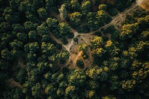 Aerial view of dense forest with trails. photo