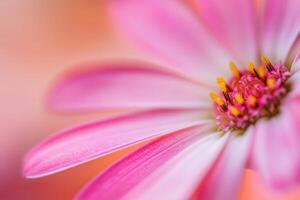 Close-up of a pink flower with soft focus background. photo