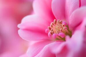 Close-up of a delicate pink flower's center, showcasing its intricate details and soft petals. photo