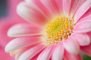 Close-up of a pink daisy flower with a yellow center. photo