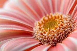 Close-up of a pink gerbera daisy's center and petals. photo