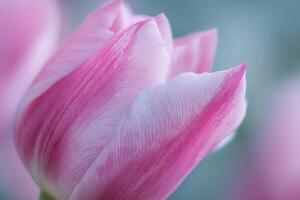 Close-up of a delicate pink tulip blossom. photo