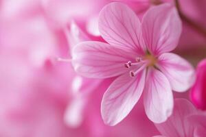 Close-up of delicate pink flowers with visible veins and soft focus background. photo