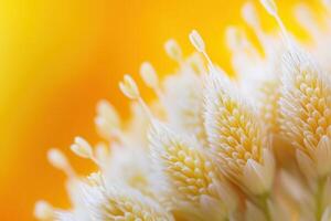 Close-up of delicate white flower against a vibrant yellow background. photo