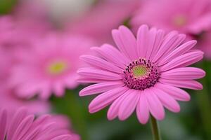 Close-up of a vibrant pink Osteospermum flower, showcasing its delicate petals and central disc. photo