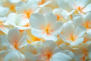 Close-up of delicate white flowers with orange centers, creating a soft and textured background. photo