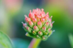 Close-up of a vibrant pink flower bud, showing delicate details and textures. photo