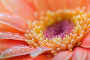 Close-up of an orange gerbera daisy with water droplets. photo
