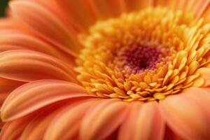 Close-up of a vibrant orange gerbera daisy, showcasing its delicate petals and intricate center. photo