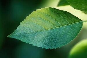 Close-up of a single, vibrant green leaf with detailed veins, illuminated by sunlight against a blurred background. photo