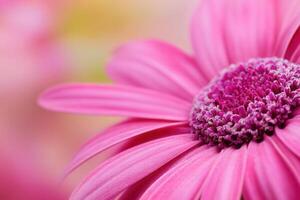 Close-up of a vibrant pink flower with delicate petals and a detailed center. photo