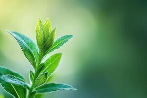 Close-up of a vibrant green plant sprout, showcasing new growth and leaves against a soft, blurred background. photo