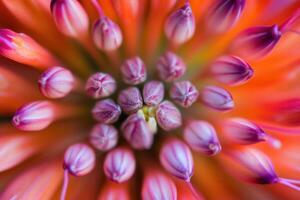 Close-up of a vibrant orange flower with numerous pink buds arranged in a circular pattern. photo