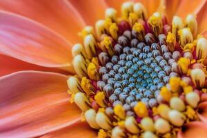 Close-up of a vibrant orange flower's center, showcasing intricate details of its pollen and petals. photo