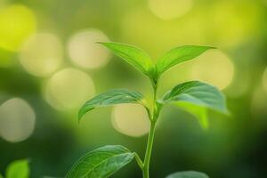 Close-up of a vibrant green sprout against a bokeh background. photo