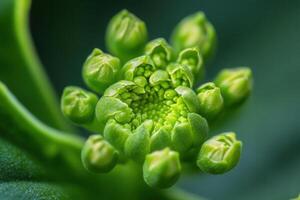 Close-up of a vibrant green unopened flower bud, showcasing intricate details and texture. photo