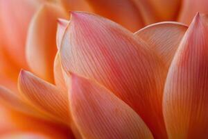 Close-up of delicate peach flower petals, showcasing intricate texture and soft light. photo