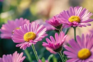 Close-up of vibrant pink daisies in sunlight. photo